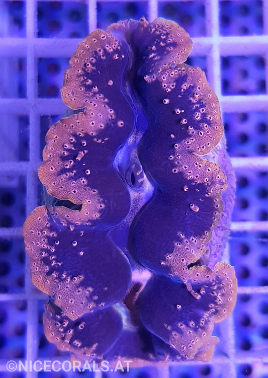 Tridacna crocea 6-7cm