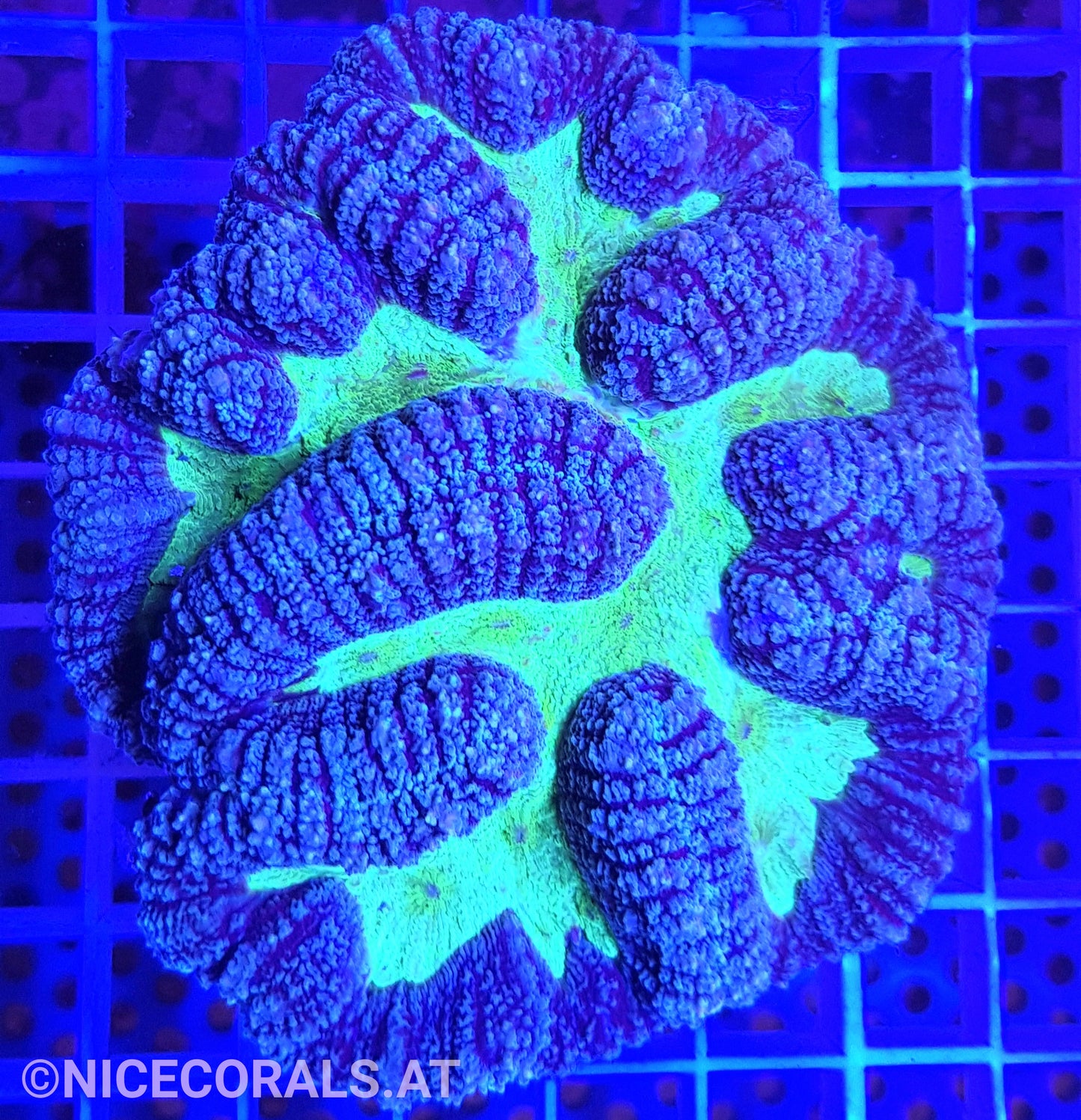 Symphyllia