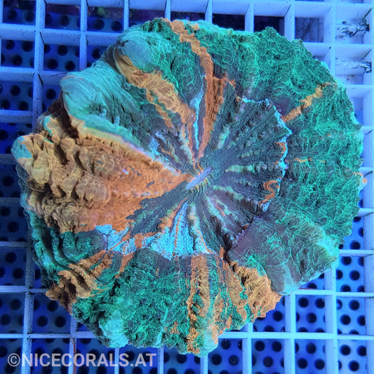 Cynarina SP. Acanthophyllia