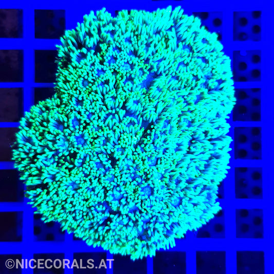 Goniopora
