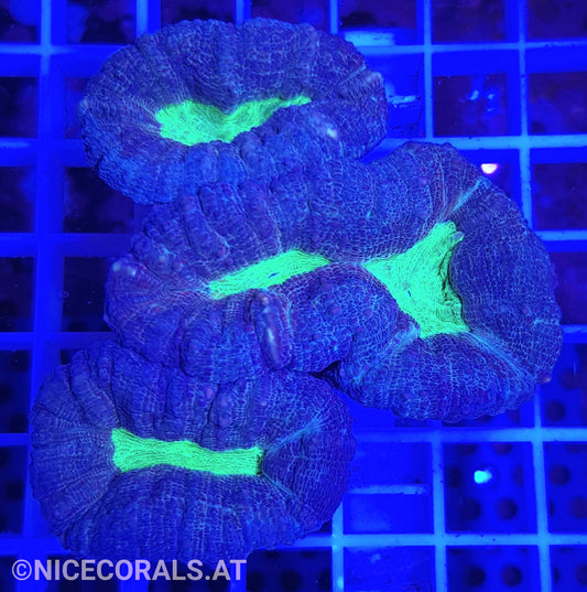 Lobophyllia