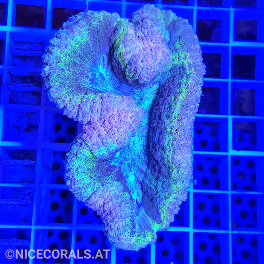 Lobophyllia