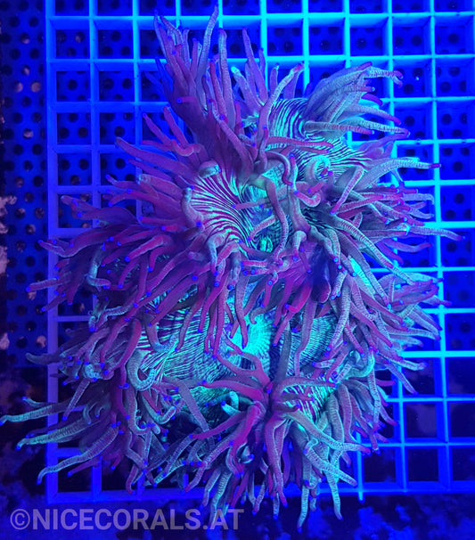 Catalaphyllia