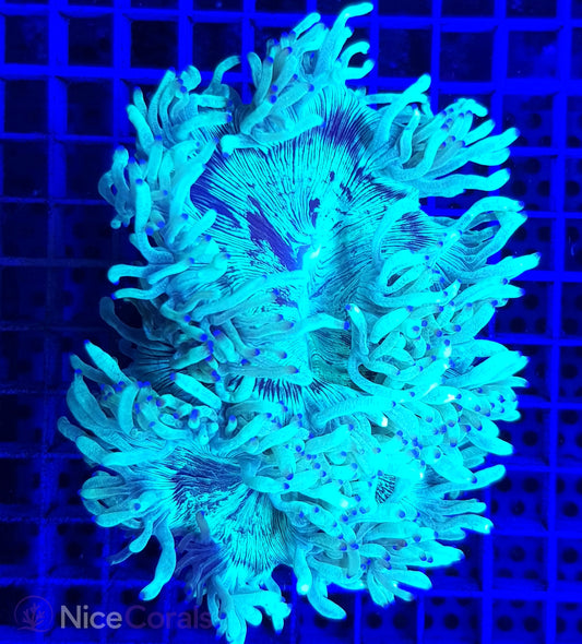 Catalaphyllia