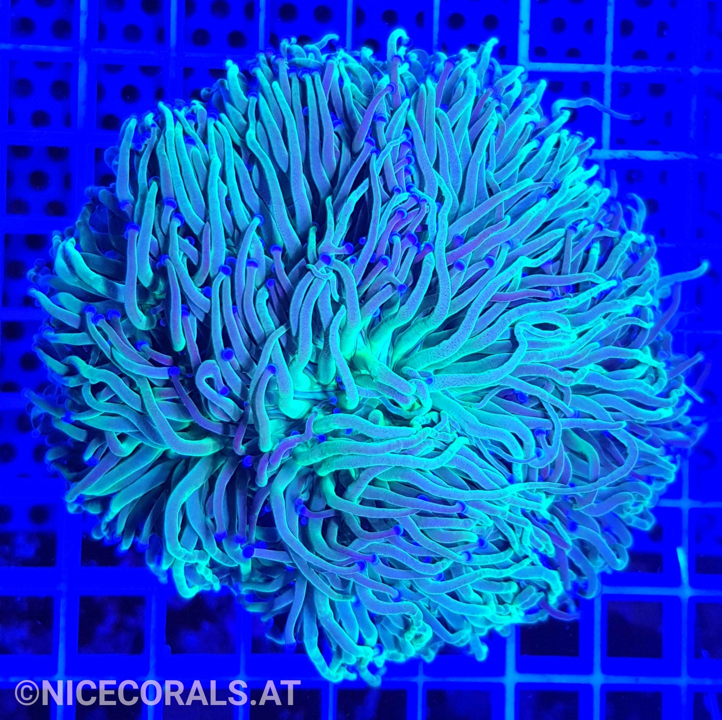 Euphyllia Indo Torch