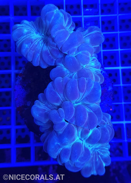 Nemenzophyllia