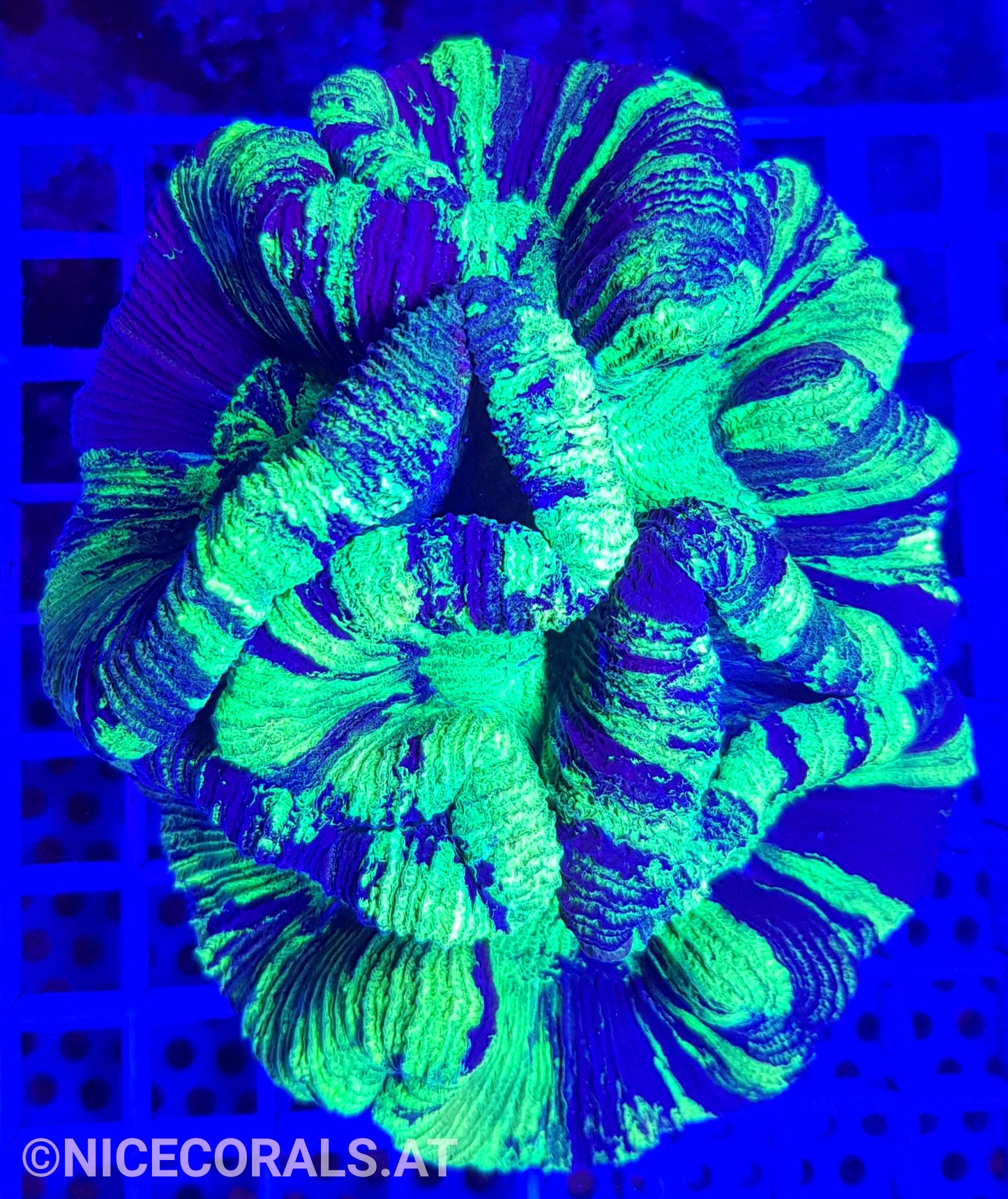 Trachyphyllia Ultra