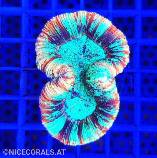 Trachyphyllia