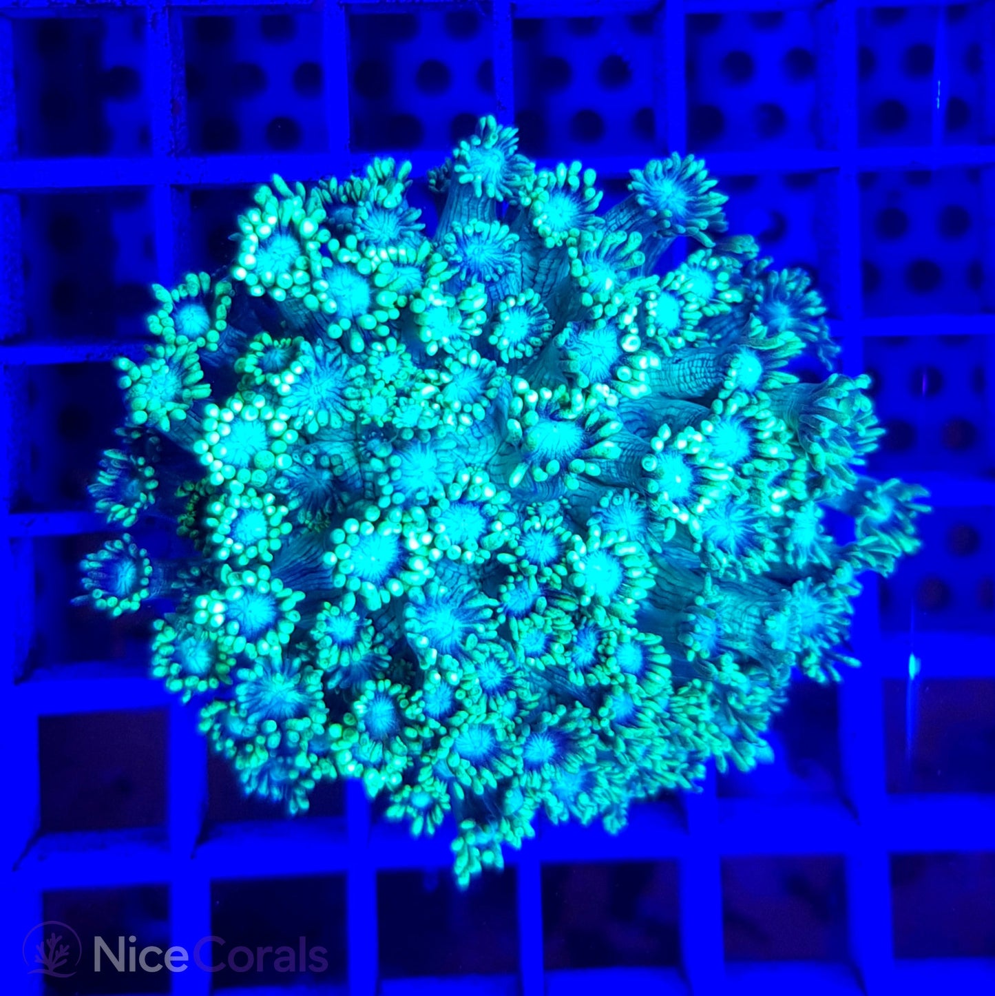Goniopora Metallic Green