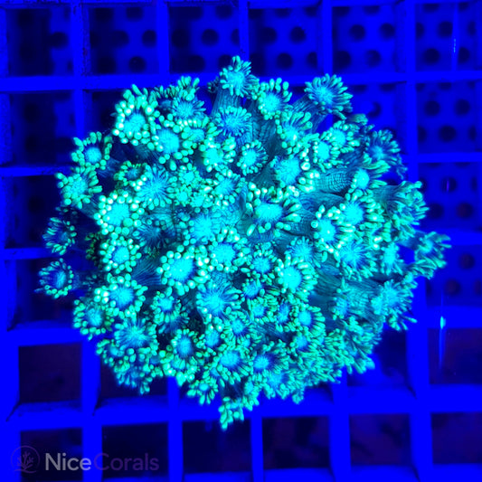 Goniopora Metallic Green