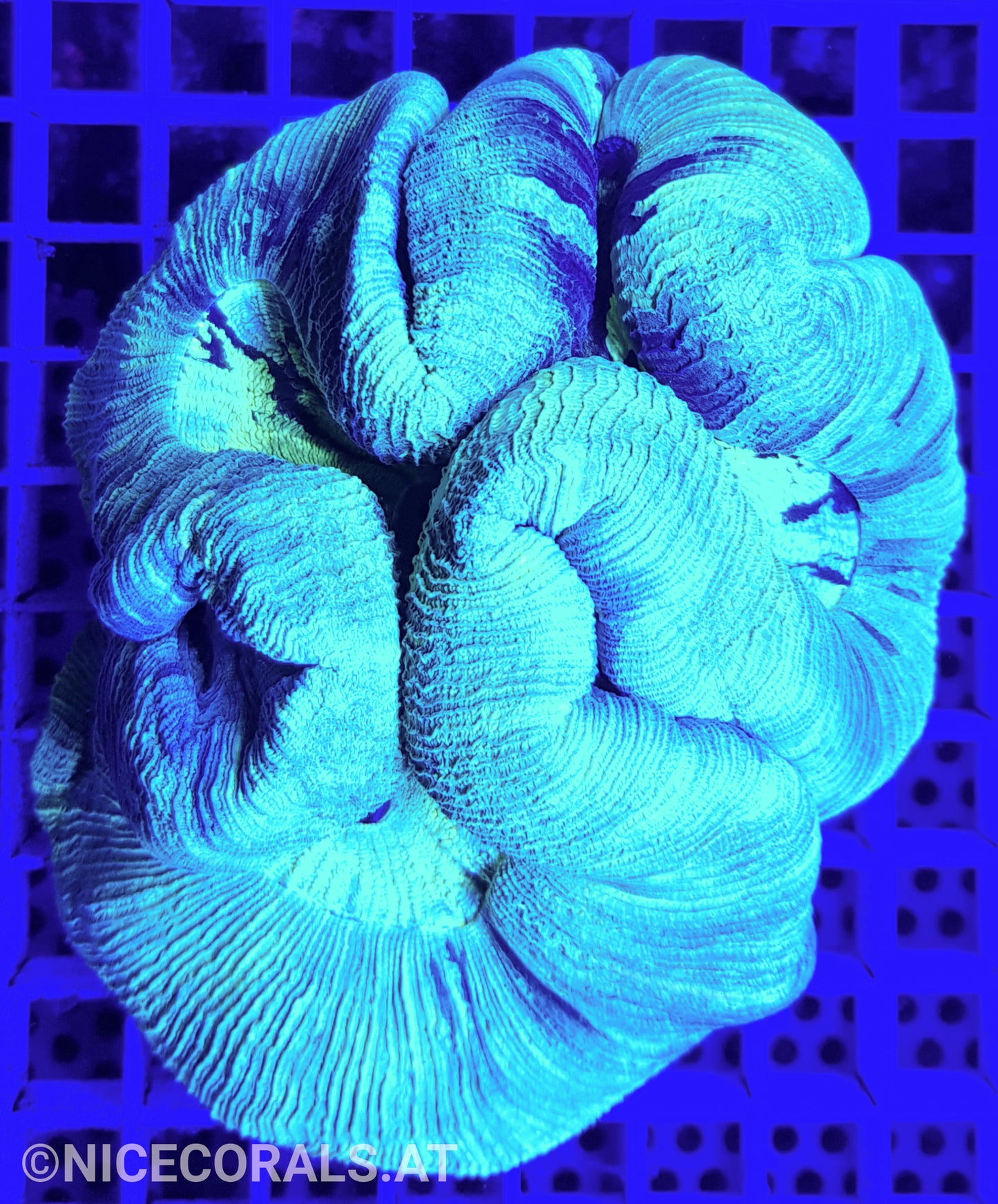 Trachyphyllia