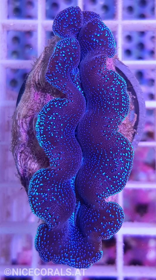 Tridacna crocea 6cm