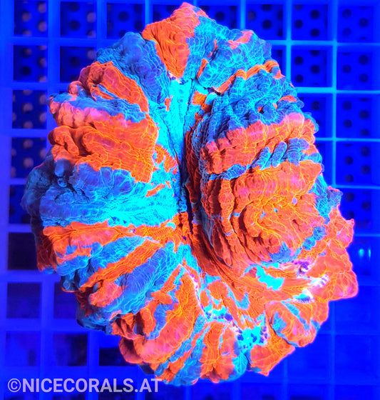 Cynarina SP. Acanthophyllia