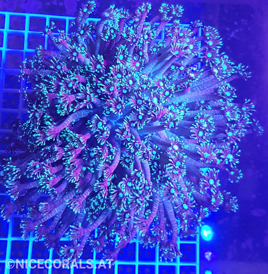 Goniopora XXL