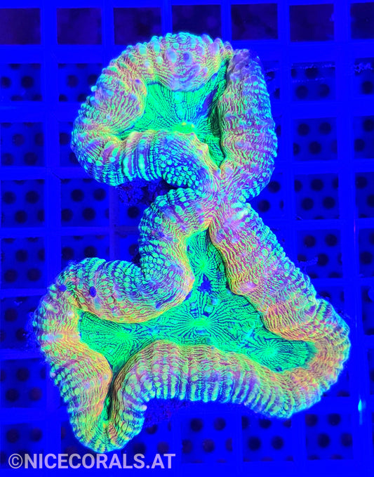 Lobophyllia Multicolor