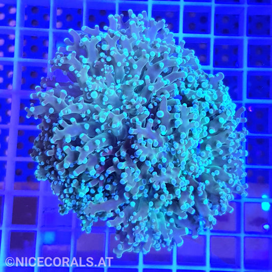 Euphyllia Paradivisa 4-5 Heads
