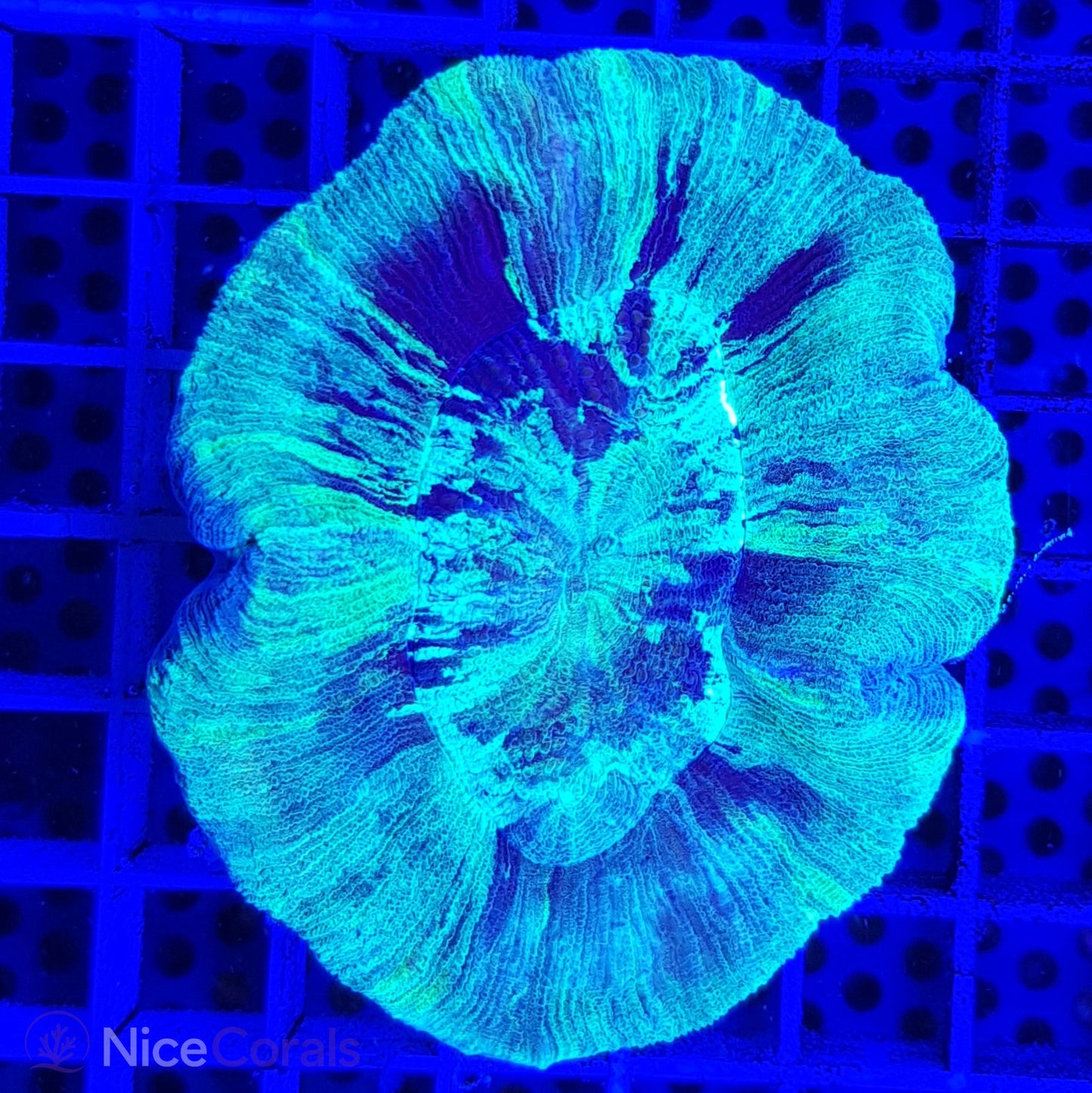 Trachyphyllia