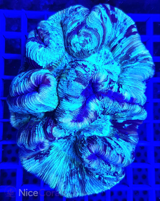 Trachyphyllia XXL