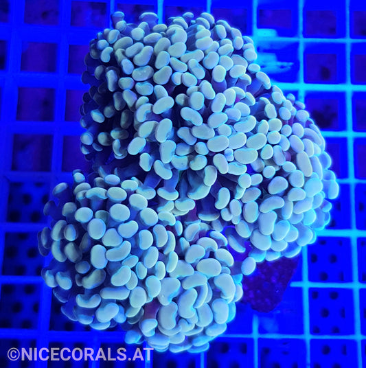 Euphyllia Paraancora Golden Nugget