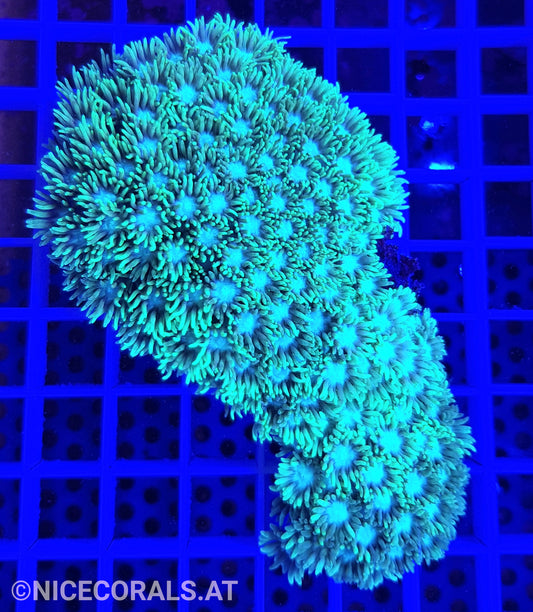 Goniopora