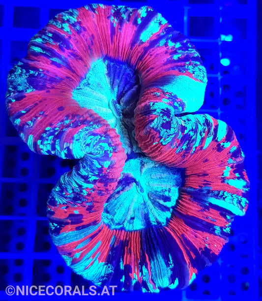 Trachyphyllia