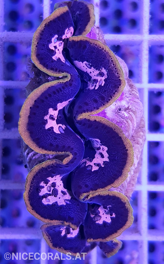 Tridacna crocea 6cm