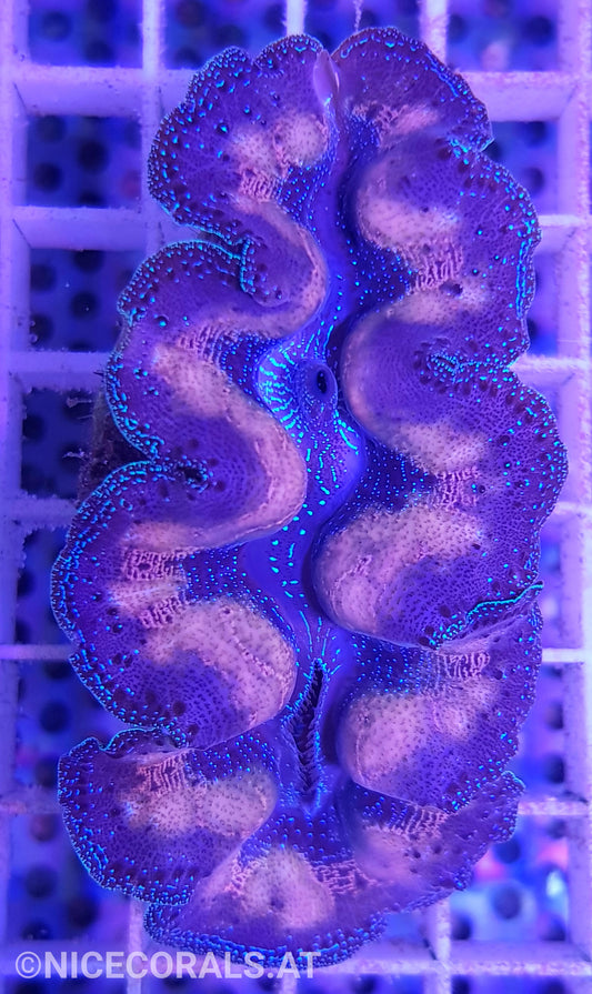 Tridacna crocea 7cm
