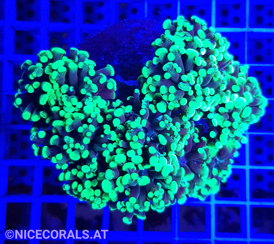 Euphyllia Paraancora 4-5 Heads