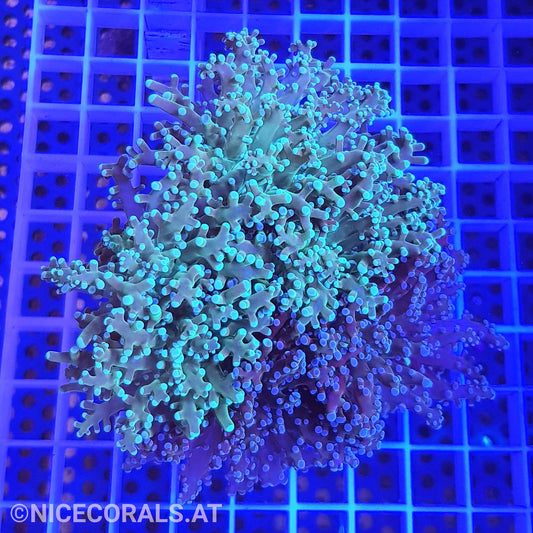 Euphyllia Paradivisa 4-5 Heads