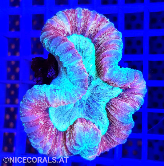 Trachyphyllia