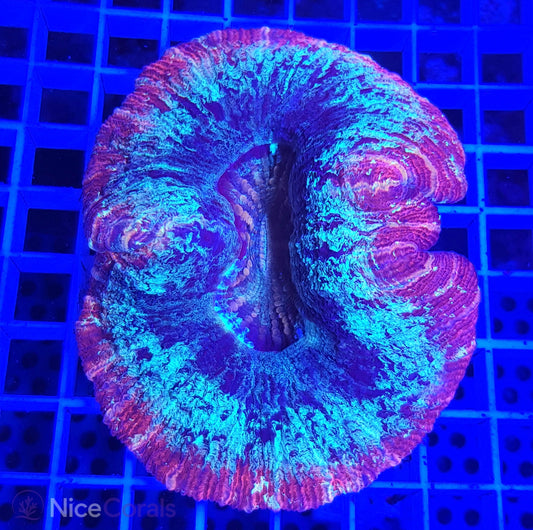 Trachyphyllia