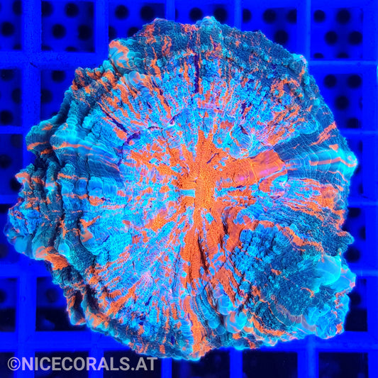 Cynarina SP. Acanthophyllia