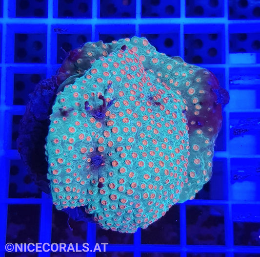 Cyphastrea