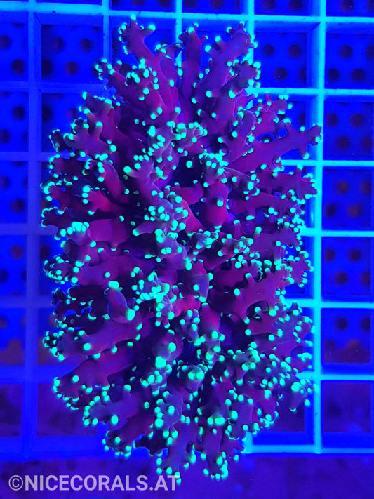 Euphyllia divisa