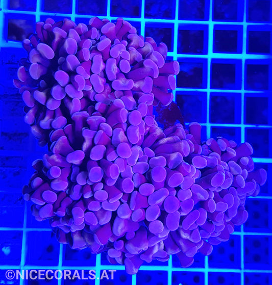 Euphyllia Paraancora 4-5 Heads