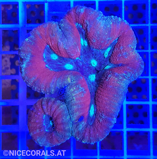 Lobophyllia