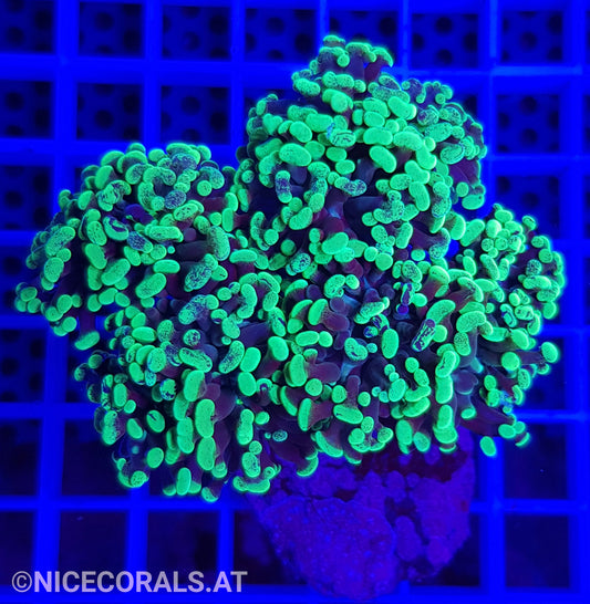 Euphyllia Paraancora 4-5 Heads