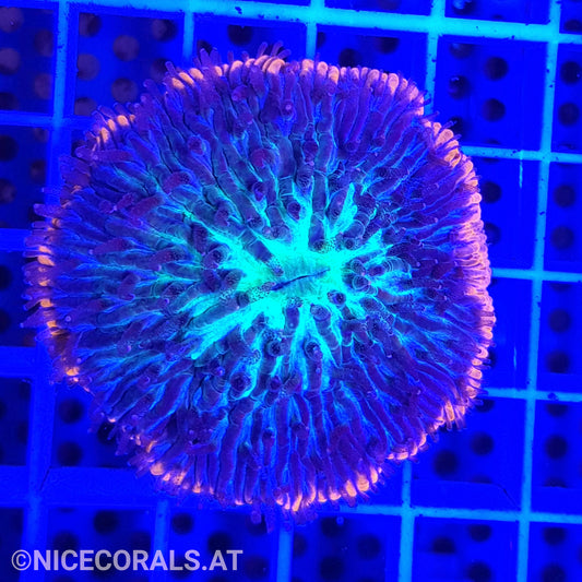 Fungia