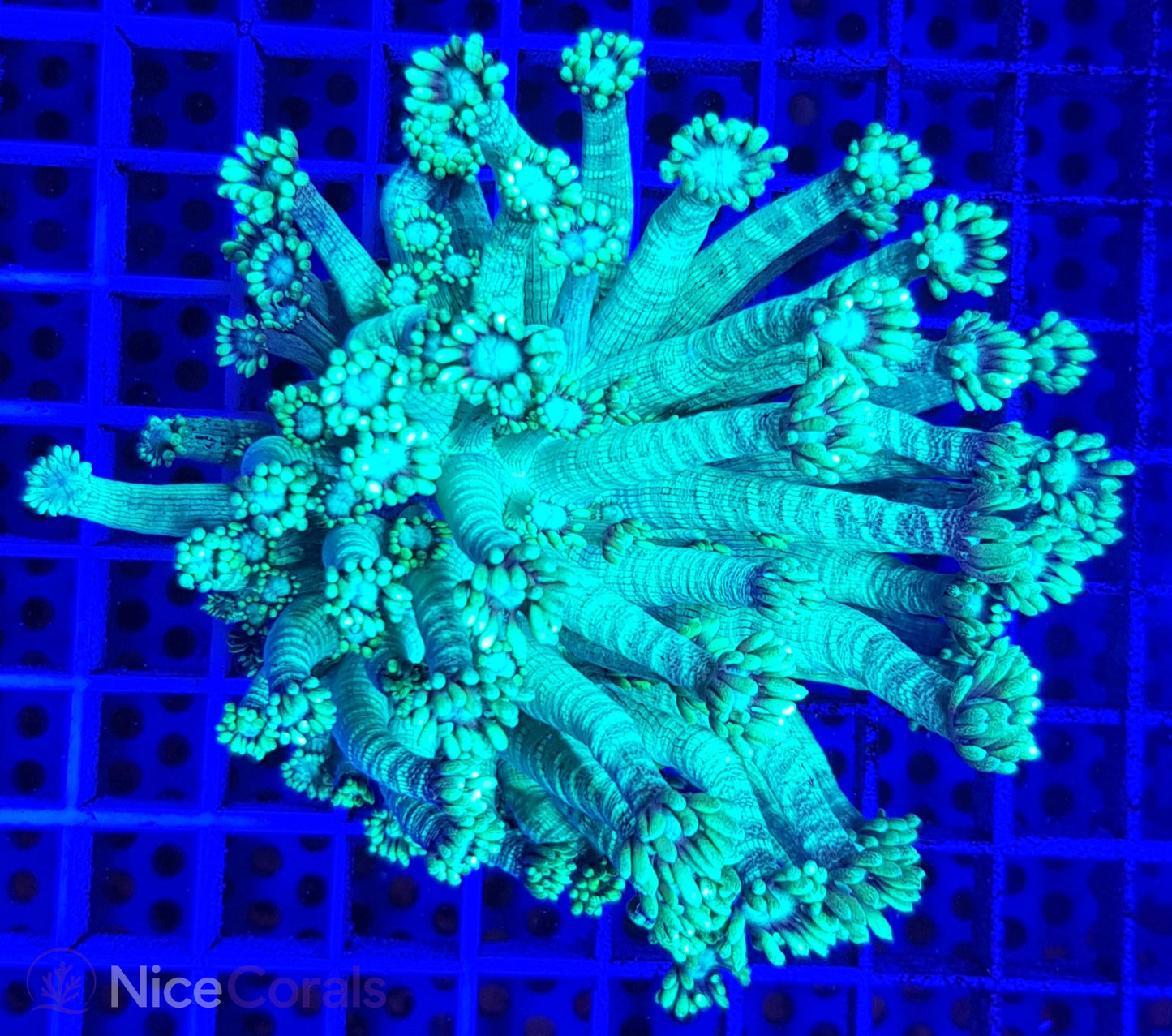 Goniopora Metallic Green