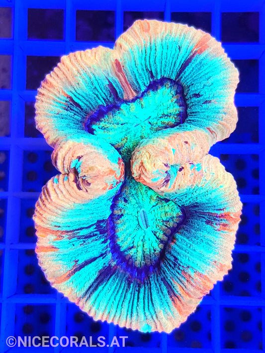 Trachyphyllia