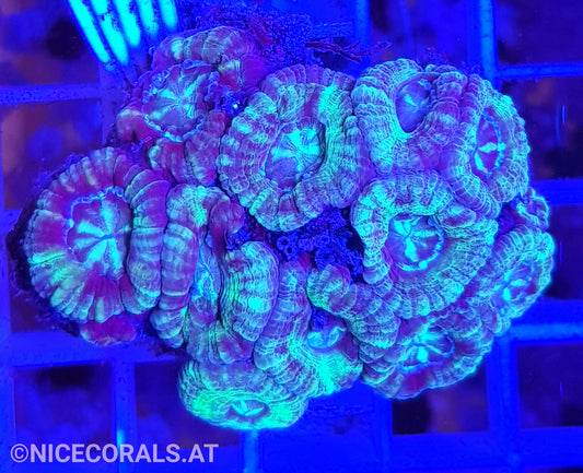 Acanthastrea