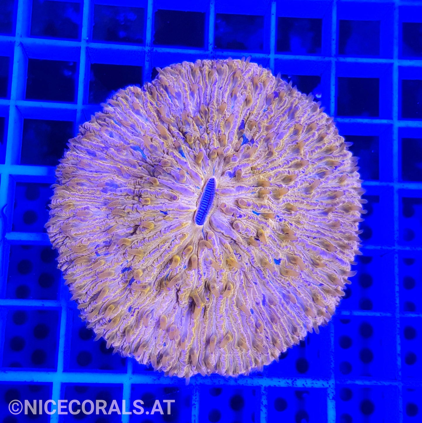 Cycloseris