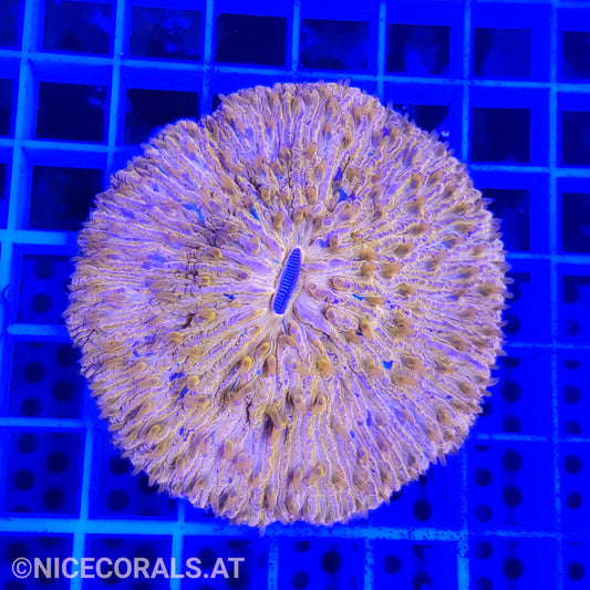 Cycloseris