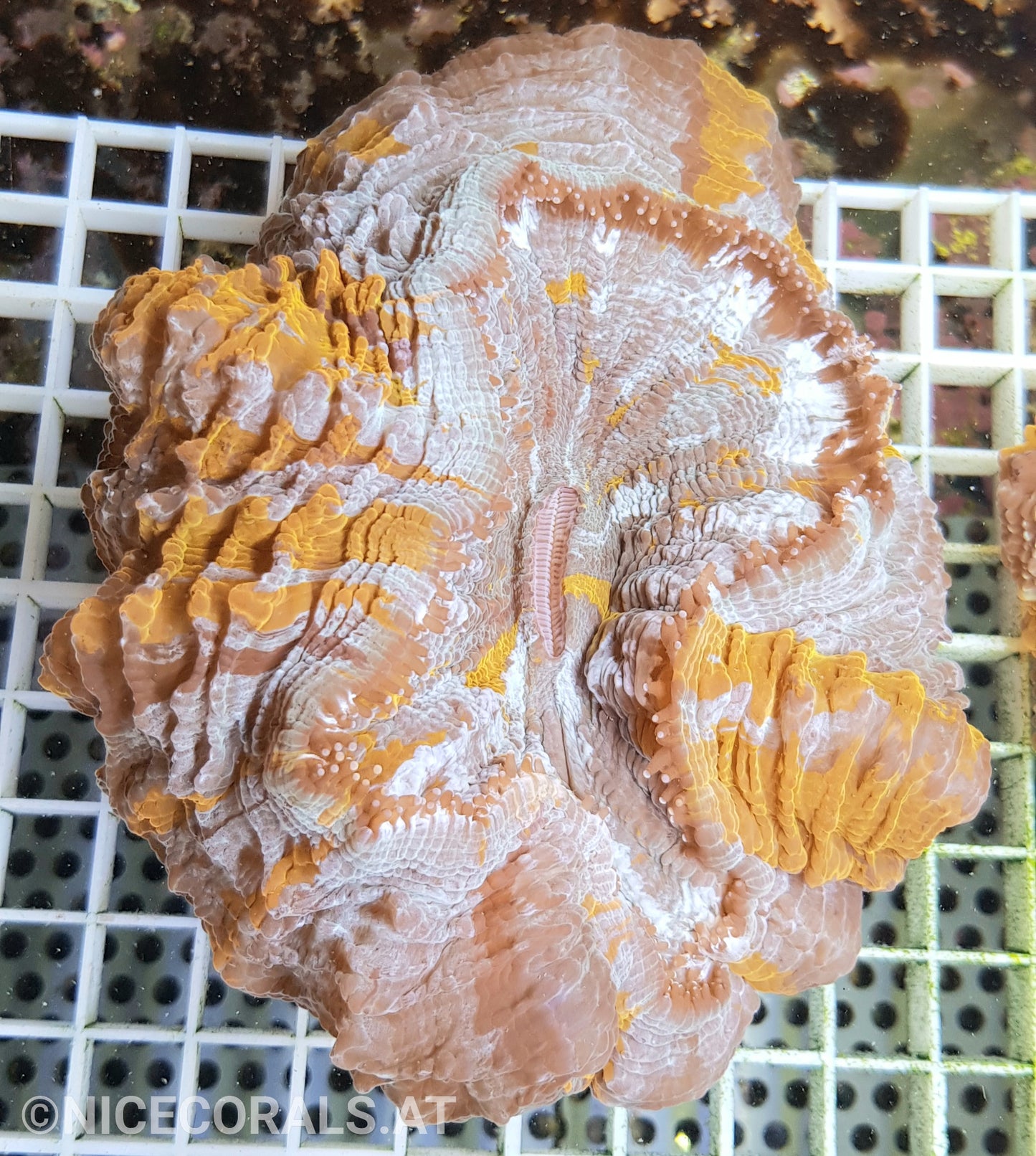 Cynarina SP. Acanthophyllia