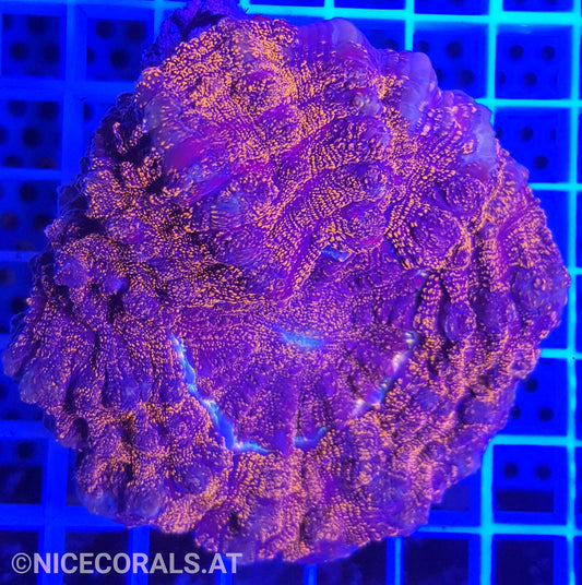 Cynarina SP. Acanthophyllia