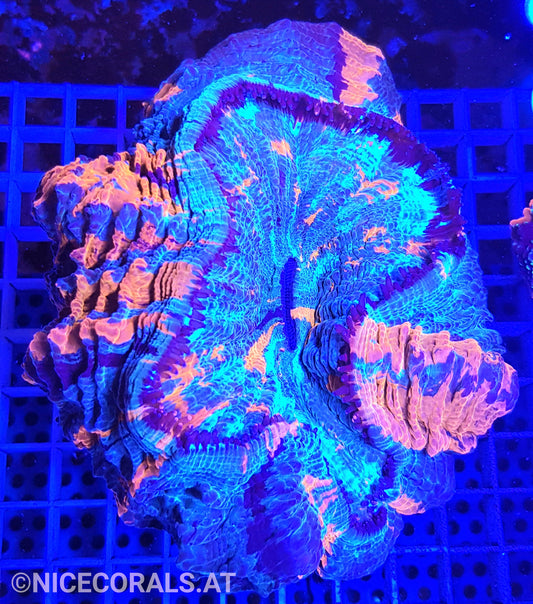 Cynarina SP. Acanthophyllia