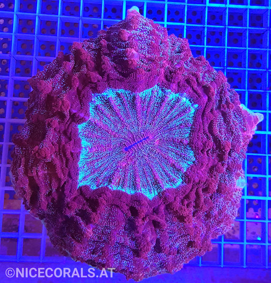 Cynarina SP. Acanthophyllia