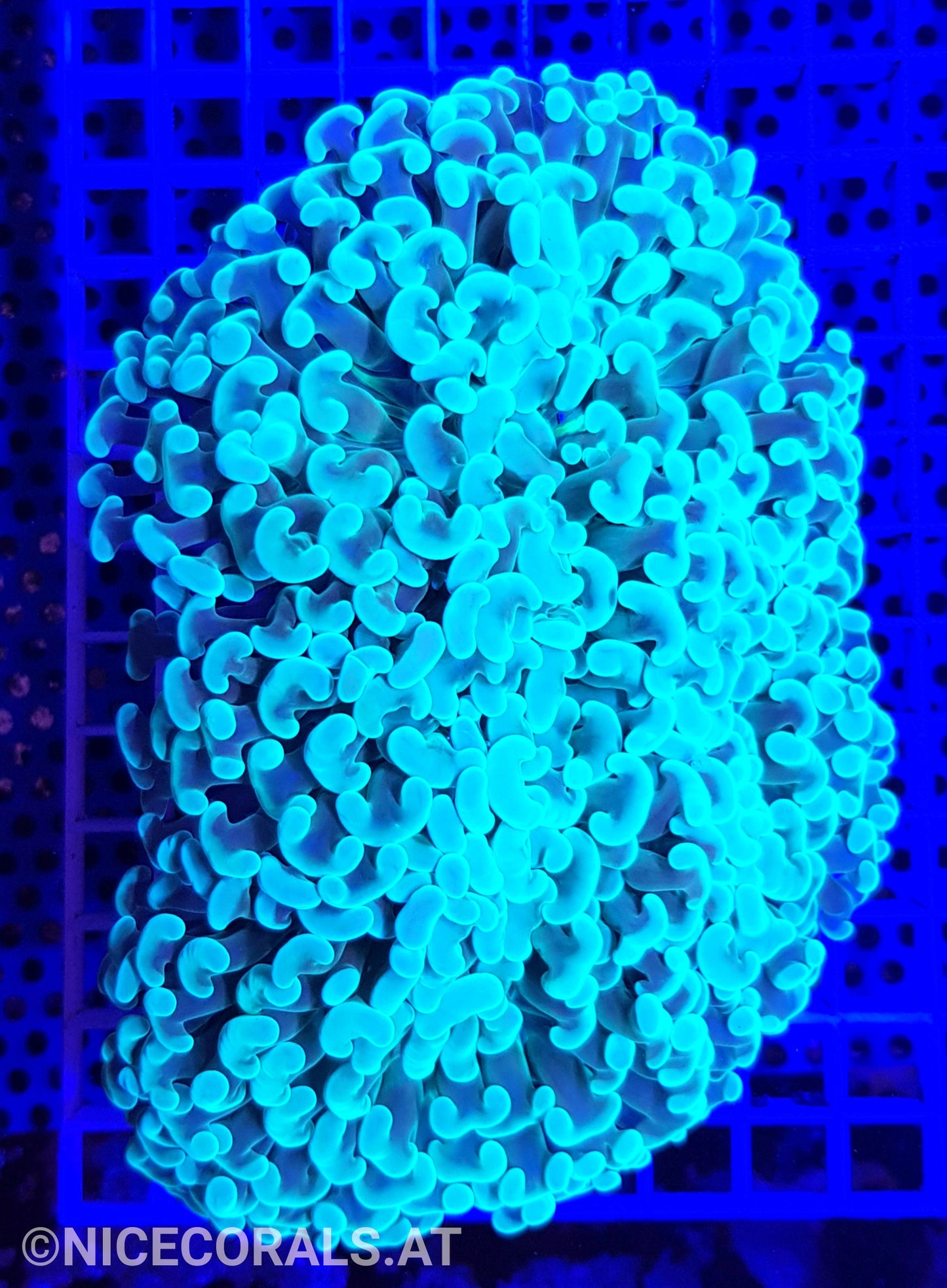 Euphyllia ancora XL