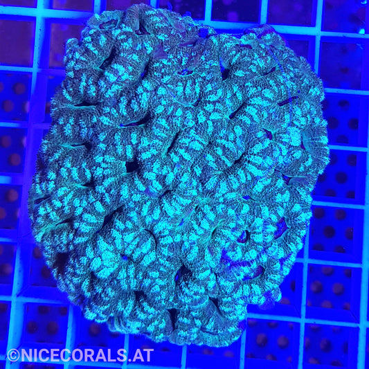 Acanthastrea