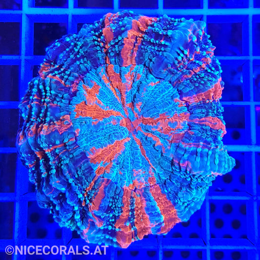 Cynarina SP. Acanthophyllia